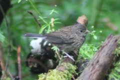 Junco hyemalis shufeldti