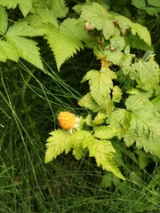 Rubus spectabilis