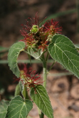 Acalypha villicaulis