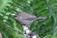 Junco hyemalis shufeldti