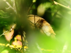 Luscinia megarhynchos