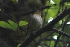 Catharus ustulatus ustulatus