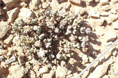 Rhinephyllum