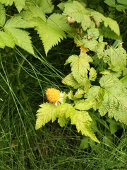 Rubus spectabilis