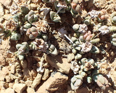 Rhinephyllum