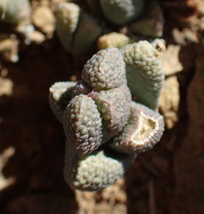Rhinephyllum