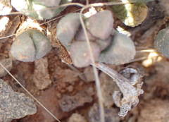 Rhinephyllum
