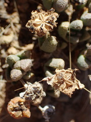 Rhinephyllum