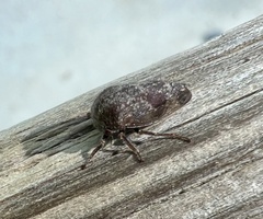 Ophiderma salamandra