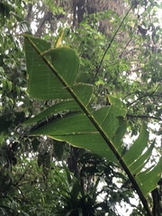 Heliconia monteverdensis