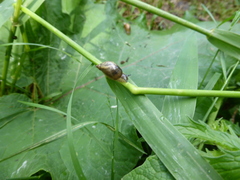 Succinea