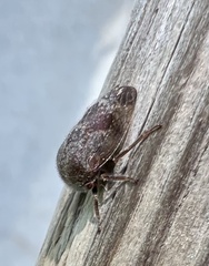 Ophiderma salamandra