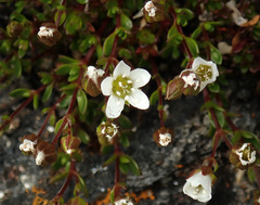 Arenaria norvegica