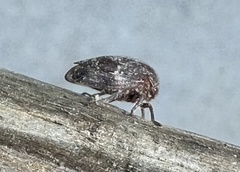 Ophiderma salamandra