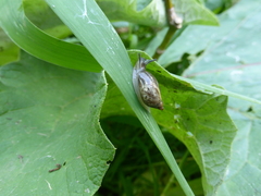 Succinea