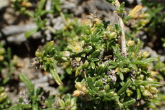 Limeum aethiopicum