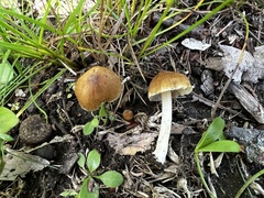 Inocybe margaritispora