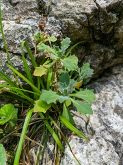 Arabis caucasica