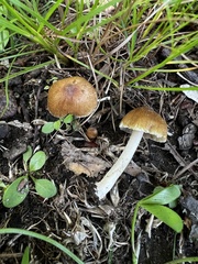 Inocybe margaritispora