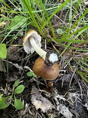 Inocybe margaritispora