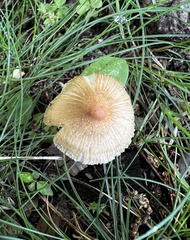 Inocybe radiata