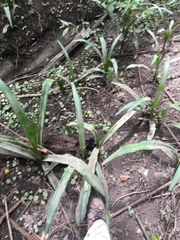 Crinum americanum