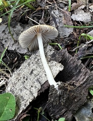 Inocybe radiata