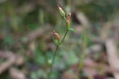 Pterostylis parviflora