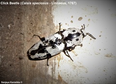 Calais speciosus