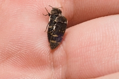 Acmaeoderella flavofasciata flavofasciata