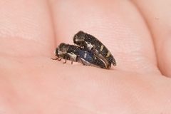 Acmaeoderella flavofasciata flavofasciata