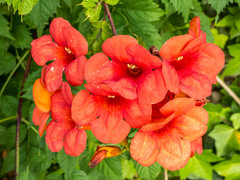 Campsis grandiflora