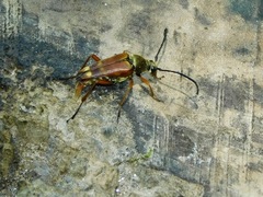 Typocerus acuticauda