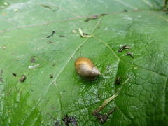 Succinea