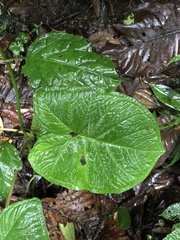 Xanthosoma undipes