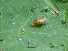 Succinea