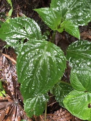 Xanthosoma undipes