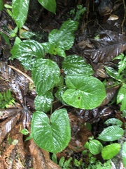 Xanthosoma undipes