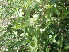 Rubus ulmifolius
