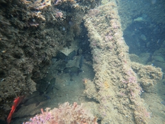 Haemulon scudderii