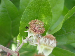 Rubus ulmifolius