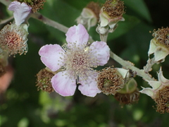 Rubus ulmifolius