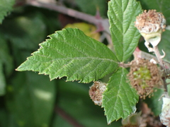 Rubus ulmifolius