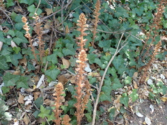 Orobanche hederae