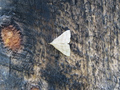Hypena atomaria