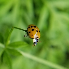 Harmonia axyridis