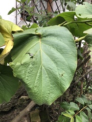 Piper umbellatum