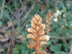 Orobanche hederae