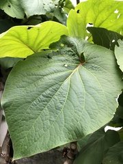 Piper umbellatum