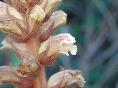 Orobanche hederae